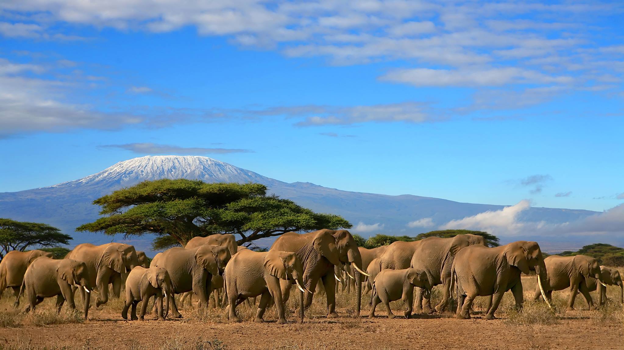 kilimanjaro and safari