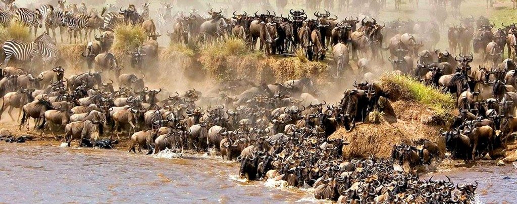 10 Days Wildebeest Migration Safari, Affordable Packages in Serengeti