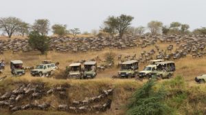 Best Tanzania Safari Reviews