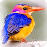African Pygmy Kingfisher Private Birding Safaris in Tanzania